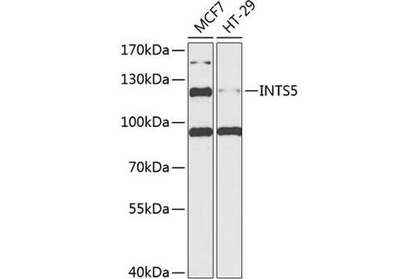 INTS5 Antikörper  (AA 120-400)
