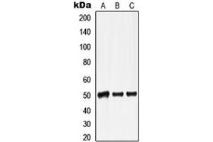 Western blot analysis of Lamin A/C expression in HepG2 colchicine-treated (A), mouse heart (B), rat heart (C) whole cell lysates. (Lamin A/C Antikörper  (Center))