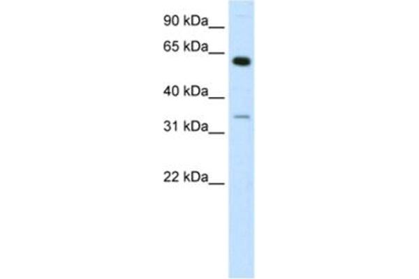 ZNF609 Antikörper