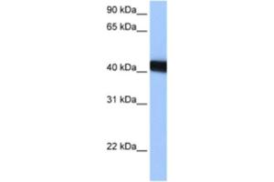 Western Blotting (WB) image for anti-LOC653428 (LOC653428) antibody (ABIN2463401) (LOC653428 Antikörper)