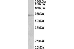 ABIN5900099 (2 µg/ml) staining of Jurkat lysate (35 µg protein in RIPA buffer). (DBH Antikörper  (AA 437-448))