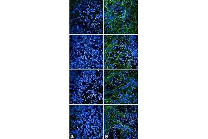 Immunocytochemistry/Immunofluorescence analysis using Rabbit Anti-Tau Monoclonal Antibody, Clone AH36 (ABIN6932894). (tau Antikörper  (pSer202, pThr205) (APC))