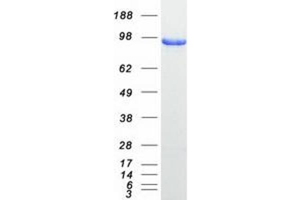 GRIPAP1 Protein (Transcript Variant 1) (Myc-DYKDDDDK Tag)