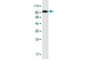 Western Blot detection against Immunogen (78. (TFEB Antikörper  (AA 1-476))