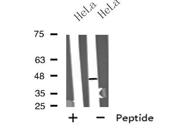 Motilin Receptor Antikörper  (C-Term)