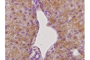 Immunohistochemistry (Paraffin-embedded Sections) (IHC (p)) image for anti-Growth Hormone Receptor (GHR) (AA 101-200) antibody (ABIN671481)