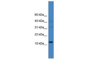 C14orf48 antibody used at 0. (LINC00521 Antikörper  (N-Term))