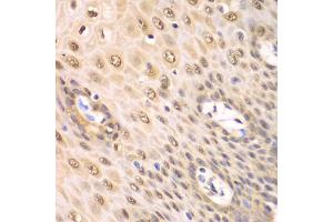 Immunohistochemistry of paraffin-embedded human esophagus using PSMA2 antibody. (PSMA2 Antikörper)