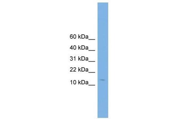 CPLX2 Antikörper  (N-Term)