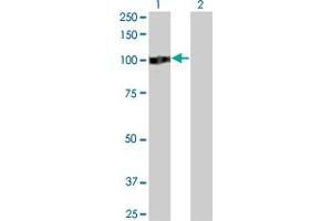 Western Blot analysis of ZHX2 expression in transfected 293T cell line by ZHX2 monoclonal antibody (M01), clone 5E2. (ZHX2 Antikörper  (AA 691-788))