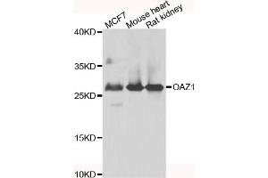 Western blot analysis of extracts of various cell lines, using OAZ1 antibody (ABIN5975538) at 1/1000 dilution. (OAZ1 Antikörper)