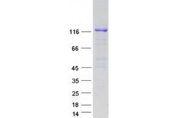 APP Protein (Transcript Variant 2) (Myc-DYKDDDDK Tag)