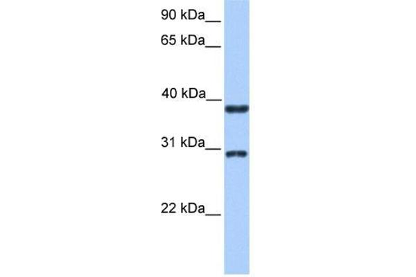 KLHDC1 Antikörper  (N-Term)