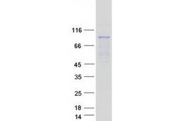 Mre11 Protein (Transcript Variant 1) (Myc-DYKDDDDK Tag)