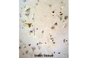 Immunohistochemistry (IHC) image for anti-ATP/GTP Binding Protein-Like 5 (AGBL5) antibody (ABIN2996375) (AGBL5 Antikörper)