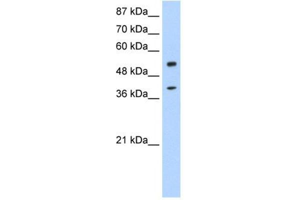NOBOX Antikörper  (N-Term)