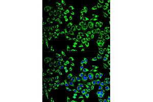 Immunofluorescence analysis of HeLa cells using HSPD1 antibody (ABIN5970357). (HSPD1 Antikörper)