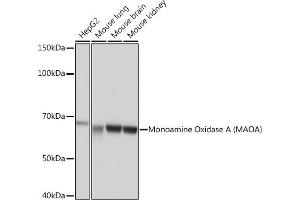Western blot analysis of extracts of various cell lines, using Monoamine Oxidase A (MAOA) (MAOA) Rabbit mAb (ABIN1682632, ABIN3018542, ABIN3018543 and ABIN7101625) at 1:1000 dilution. (Monoamine Oxidase A Antikörper)
