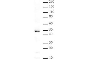MBD2 pAb tested by Western blot. (MBD2 Antikörper)
