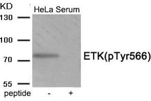 Western blot analysis of extracts from HeLa cells treated with Serum using Phospho-ETK (Tyr566) antibody. (BMX Antikörper  (pTyr566))