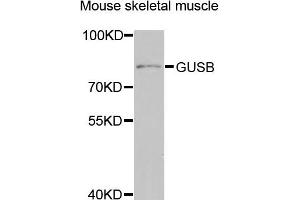 Western blot analysis of extracts of mouse skeletal muscle, using GUSB antibody (ABIN5974998) at 1/1000 dilution. (Glucuronidase beta Antikörper)