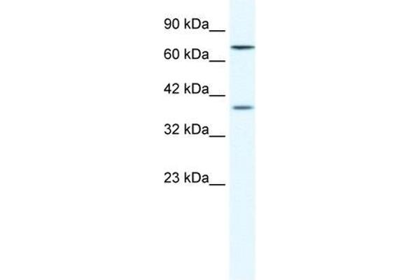 ZNF660 Antikörper  (C-Term)