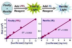 Biochemical Assay (BCA) image for Dual Luciferase Reporter Gene Assay Kit (ABIN1000340) (Dual Luciferase Reporter Gene Assay Kit)