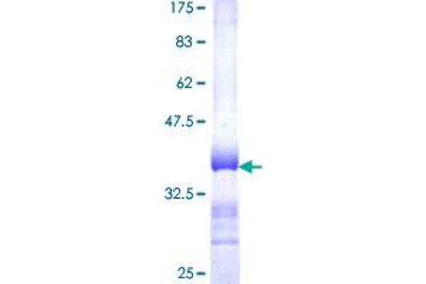 PPIF Protein (AA 120-207) (GST tag)