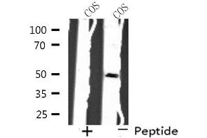 Western blot analysis of extracts from COS cells, using SH3GLB2 antibody. (SH3GLB2 Antikörper  (C-Term))