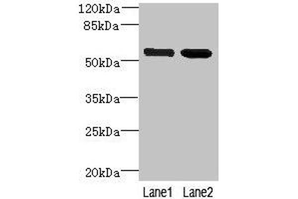 KIAA0494 Antikörper  (AA 1-483)