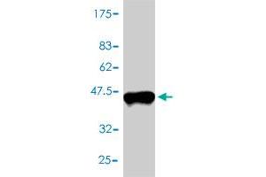 Western Blot detection against Immunogen (37. (TXN Antikörper  (AA 1-105))