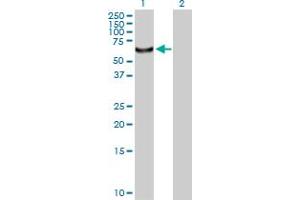 Western Blot analysis of CDADC1 expression in transfected 293T cell line by CDADC1 MaxPab polyclonal antibody. (CDADC1 Antikörper  (AA 1-514))