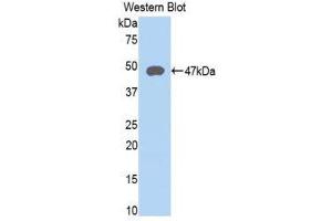 Western Blotting (WB) image for anti-Lysosomal-Associated Membrane Protein 2 (LAMP2) (AA 193-375) antibody (ABIN1859613) (LAMP2 Antikörper  (AA 193-375))