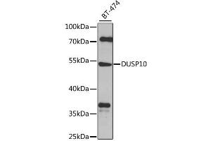 Western blot analysis of extracts of BT-474 cells, using DUSP10 antibody. (DUSP10 Antikörper)