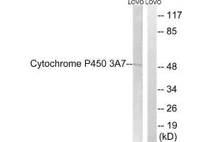 Western Blotting (WB) image for anti-Cytochrome P450, Family 3, Subfamily A, Polypeptide 7 (CYP3A7) (Internal Region) antibody (ABIN1852643) (CYP3A7 Antikörper  (Internal Region))