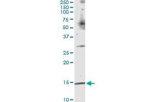 Immunoprecipitation of C17orf37 transfected lysate using anti-C17orf37 MaxPab rabbit polyclonal antibody and Protein A Magnetic Bead , and immunoblotted with C17orf37 purified MaxPab mouse polyclonal antibody (B01P) . (C17orf37 Antikörper  (AA 1-115))