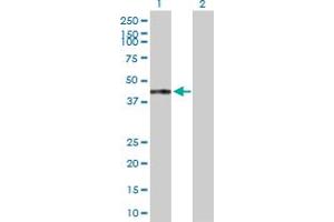 Western Blot analysis of TRAF1 expression in transfected 293T cell line by TRAF1 MaxPab polyclonal antibody. (TRAF1 Antikörper  (AA 1-416))
