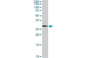 Western Blotting (WB) image for anti-SRY (Sex Determining Region Y)-Box 15 (SOX15) (AA 1-234) antibody (ABIN599437) (SOX15 Antikörper  (AA 1-234))