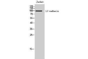 Western Blotting (WB) image for anti-LI Cadherin (Internal Region) antibody (ABIN3185381) (LI Cadherin Antikörper  (Internal Region))