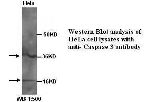 Image no. 1 for anti-Caspase 3 (CASP3) (Internal Region) antibody (ABIN790867) (Caspase 3 Antikörper  (Internal Region))
