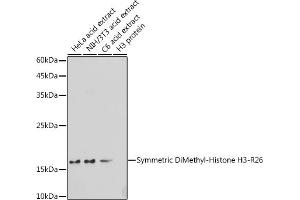 Western blot analysis of extracts of various cell lines, using Symmetric DiMethyl-Histone H3-R26 antibody (ABIN3017473, ABIN3017474, ABIN3017475 and ABIN6220103) at 1:500 dilution. (Histone 3 Antikörper  (H3R26me2))