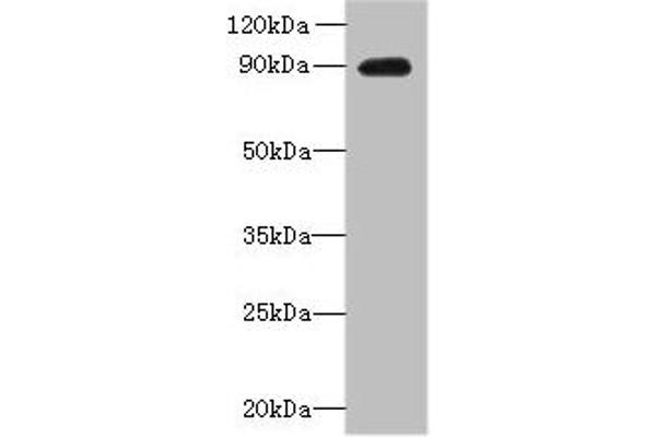 OXR1 Antikörper  (AA 401-600)
