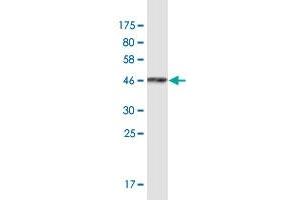 Western Blot detection against Immunogen (36. (ARFGEF1 Antikörper  (AA 311-411))