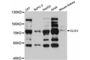 Western blot analysis of extracts of various cell lines, using GLIS3 antibody (ABIN5997796) at 1:3000 dilution. (GLIS3 Antikörper)