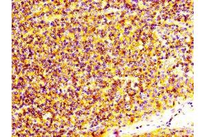 IHC image of ABIN7166058 diluted at 1:600 and staining in paraffin-embedded human tonsil tissue performed on a Leica BondTM system. (S1A4 (AA 2-101) Antikörper)
