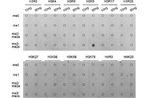 Dot Blot (DB) image for anti-Histone 3 (H3) (H3K9me) antibody (ABIN1872999) (Histone 3 Antikörper  (H3K9me))