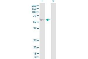 Western Blot analysis of MAP2K7 expression in transfected 293T cell line by MAP2K7 MaxPab polyclonal antibody. (MAP2K7 Antikörper  (AA 1-426))