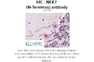 Image no. 1 for anti-NEK7 (NEK7) (N-Term) antibody (ABIN1737254) (NEK7 Antikörper  (N-Term))
