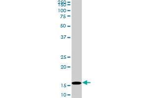 Western Blotting (WB) image for anti-Histone Cluster 1, H3d (HIST1H3D) (AA 1-60) antibody (ABIN563599)