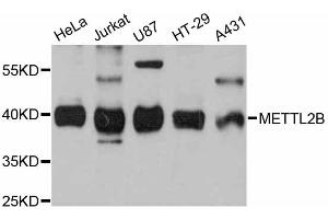 Western blot analysis of extracts of various cell lines, using METTL2B antibody (ABIN6290626) at 1:3000 dilution. (METTL2B Antikörper)